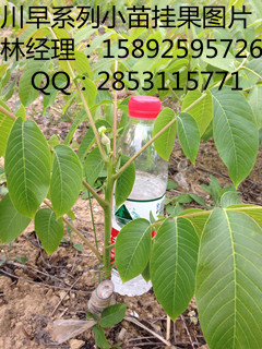 长沙川早核桃苗批发基地