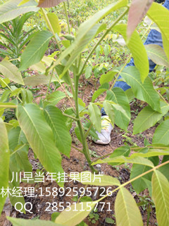 川早核桃苗，酉阳川早核桃苗定植  嫁接核桃苗  核桃苗基地  蜂糖李价格