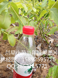 川早核桃苗，酉阳川早核桃苗