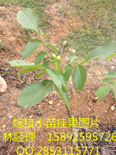 川早核桃苗，酉阳川早核桃苗的栽植