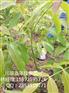 川早核桃苗，酉阳川早核桃苗定植