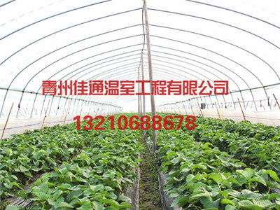 草莓温室大棚设计,去哪找专业的草莓温室建 草莓温室建设 草莓温室建设厂家 山东草莓温室建设