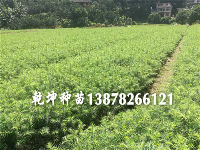 乾坤苗圃场_专业杉木苗供应商，贵州杉木小  广西杉木苗  广东杉树苗