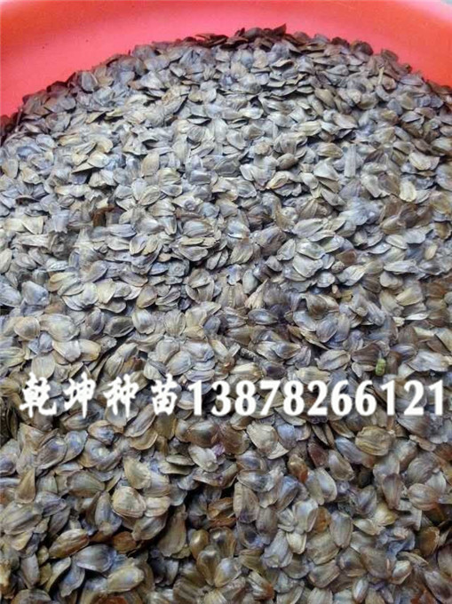杉木种子认准乾坤苗圃场——贵州良种杉树种  广西杉木种子  广东杉木种子