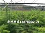买杉木苗认准乾坤苗圃场|贵州优质的杉木小