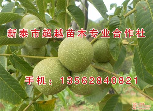 三公分核桃苗、核桃苗、新泰超越苗木(图) 山东核桃苗 四公分核桃苗