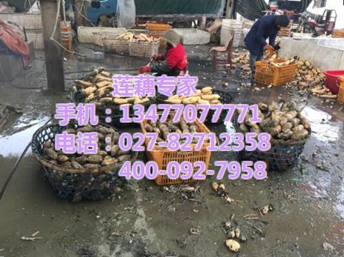 新一号_武汉藕御农业发展有限公司_新一号&nbsp;&nbsp;新一号供应商&nbsp;&nbsp;新一号价格&nbsp;&nbsp;新一号订购