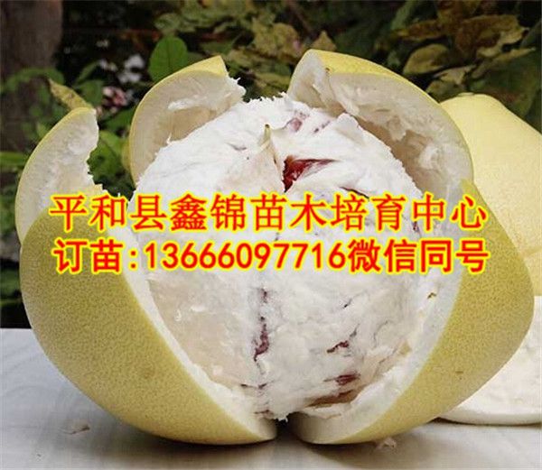 四川哪里有三红柚子苗  厂家价格