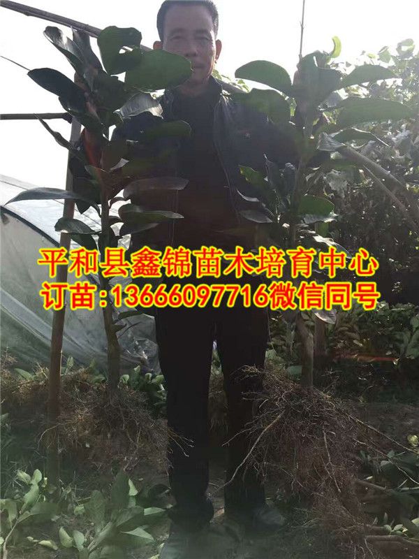 湖南三红蜜柚苗价  厂家价格