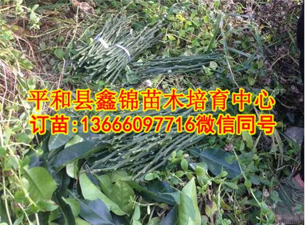 海南红心蜜柚苗多少钱/纯正苗产地发货  厂家价格