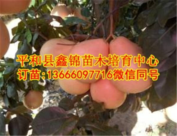 红心蜜柚苗哪里有  厂家价格