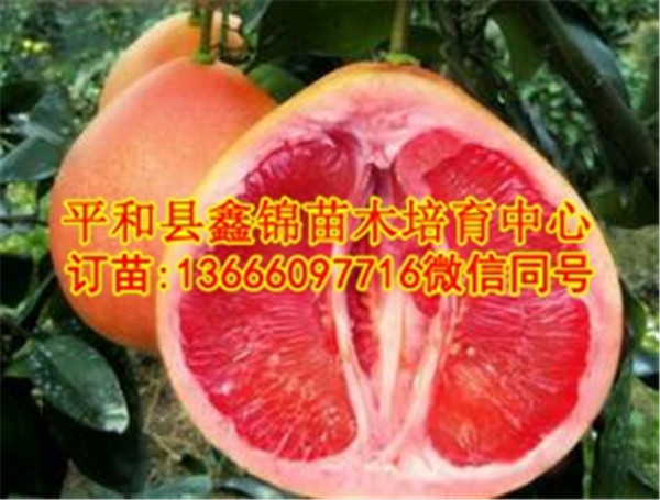 正宗三红蜜柚苗批发  厂家价格