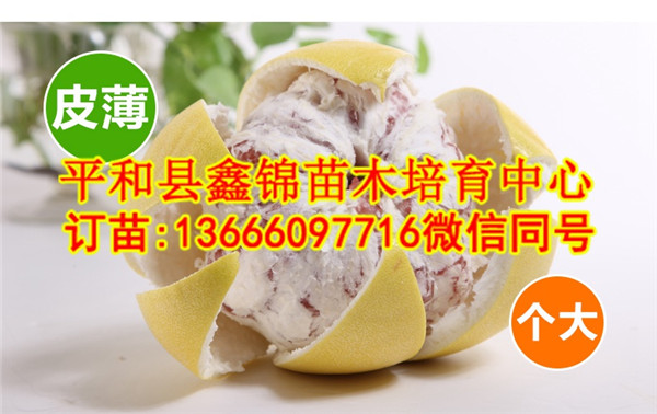 湖南哪里有红心蜜柚苗|湖南正宗红心柚苗基  厂家价格