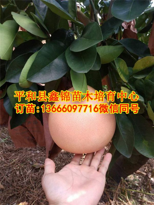 三红柚子苗哪里有卖  厂家价格