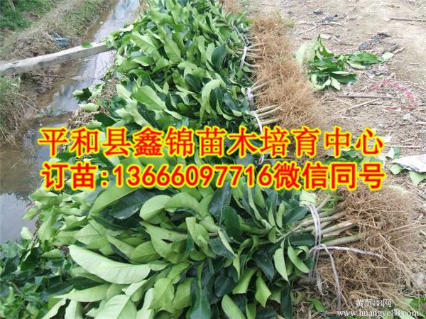 三红柚子苗批发多少钱  厂家价格