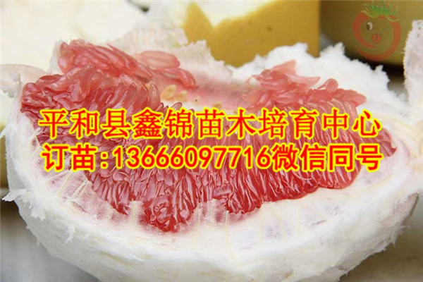 红心柚子苗批发价格  厂家价格