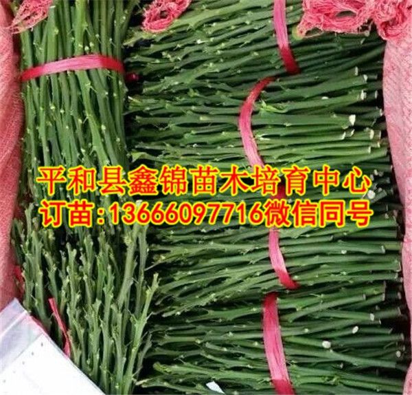 三红蜜柚苗一株多少钱  厂家价格