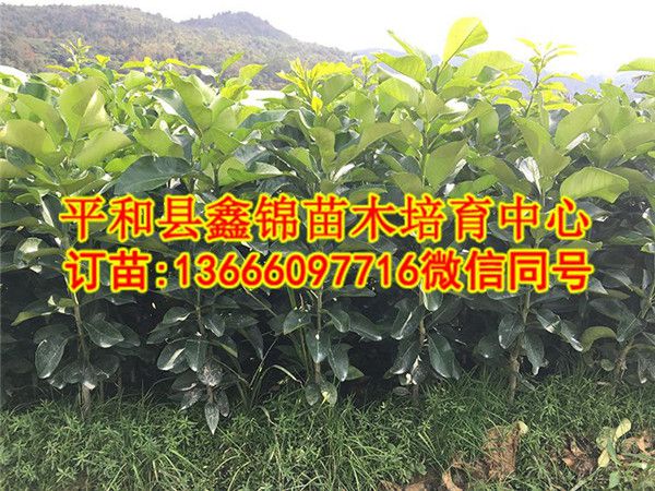 广西红心柚子苗批发价格  厂家价格