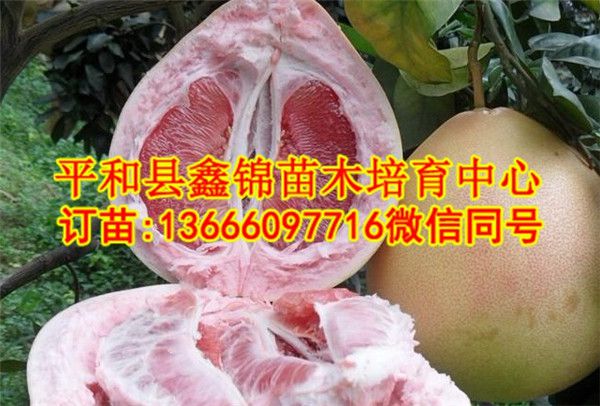 湖南哪里有红心柚子苗|福建红肉蜜柚苗目前  厂家价格