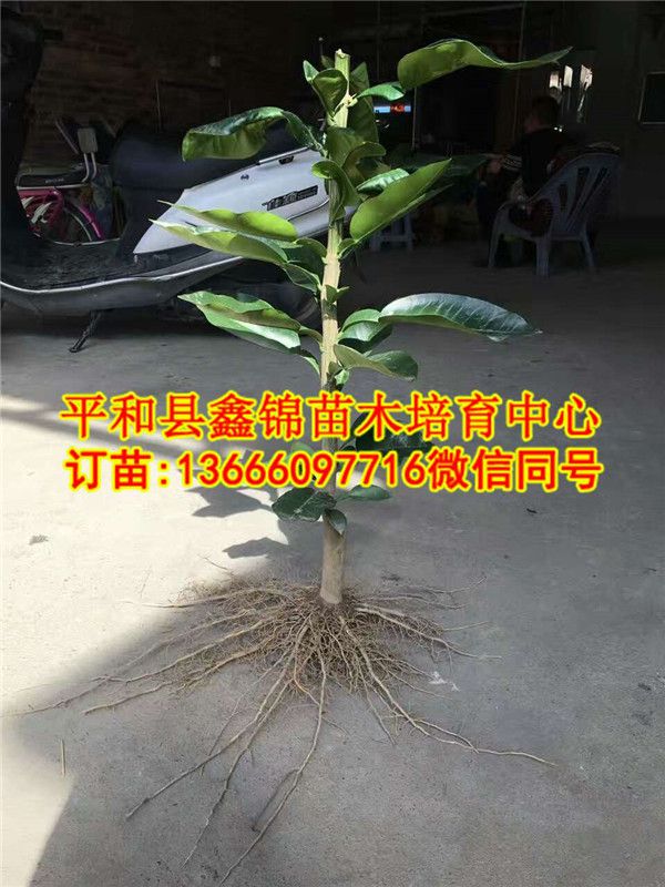 红心蜜柚苗哪里有买  厂家价格