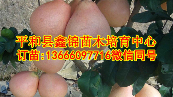 三红蜜柚苗种植技术|云南三红蜜柚苗管理|  厂家价格