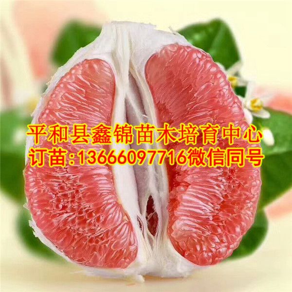 琯溪红肉蜜柚苗|原产地平和琯溪红心柚苗|  厂家价格