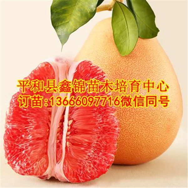 红心柚子树苗批发价格  厂家价格