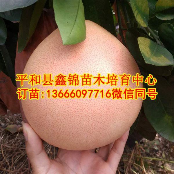 哪里有三红蜜柚苗卖  厂家价格