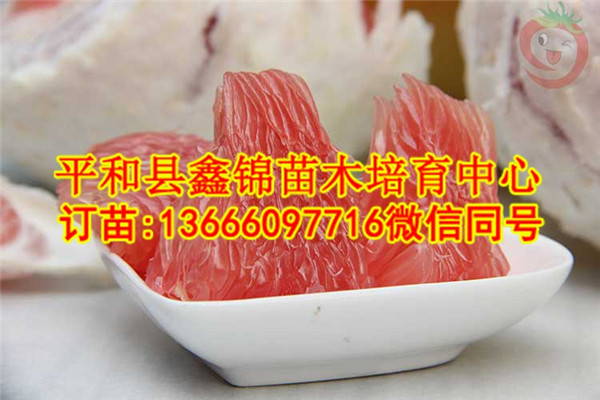云南哪里有三红蜜柚苗/原产地发货品种纯正  厂家价格