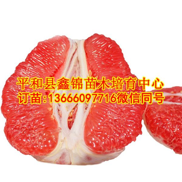 重庆哪里三红蜜柚苗|重庆种植红肉蜜柚苗哪  厂家价格