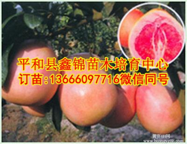 重庆红心柚子苗批发哪家好/品种正品原产地  厂家价格
