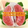 江西红心蜜柚苗|抚州种红肉柚子哪里买苗才