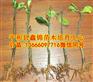 红柚子树苗价格行情|福建红心蜜柚苗出售|