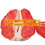 广东哪里有红肉蜜柚苗卖