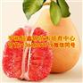 红心柚子树苗批发价格