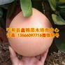 哪里有三红蜜柚苗卖