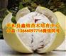 重庆三红肉蜜柚苗价格/品种正品原产地发货