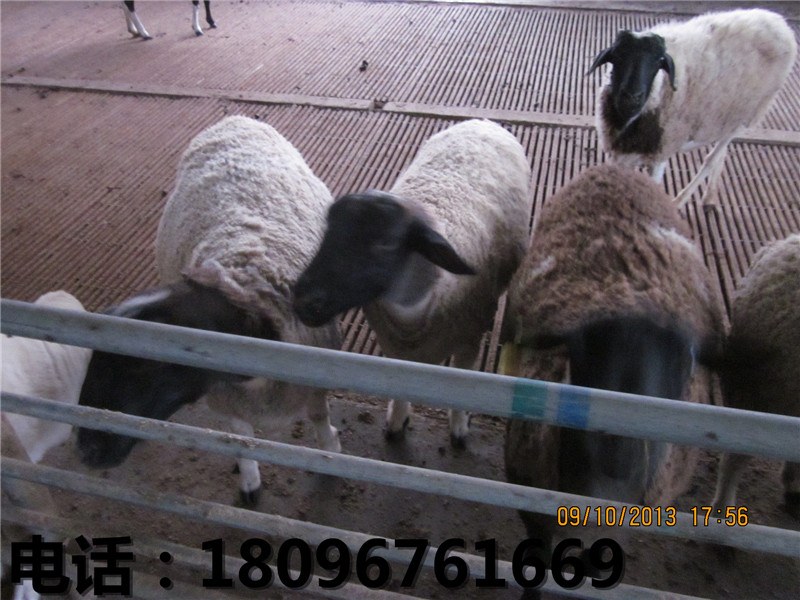 长期供应育肥羔羊|常州育肥羔羊养殖场  育肥羔羊价格  安徽育肥羔羊价格