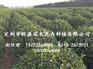 卫矛球、旺源绿化苗木基地、卫矛球小苗