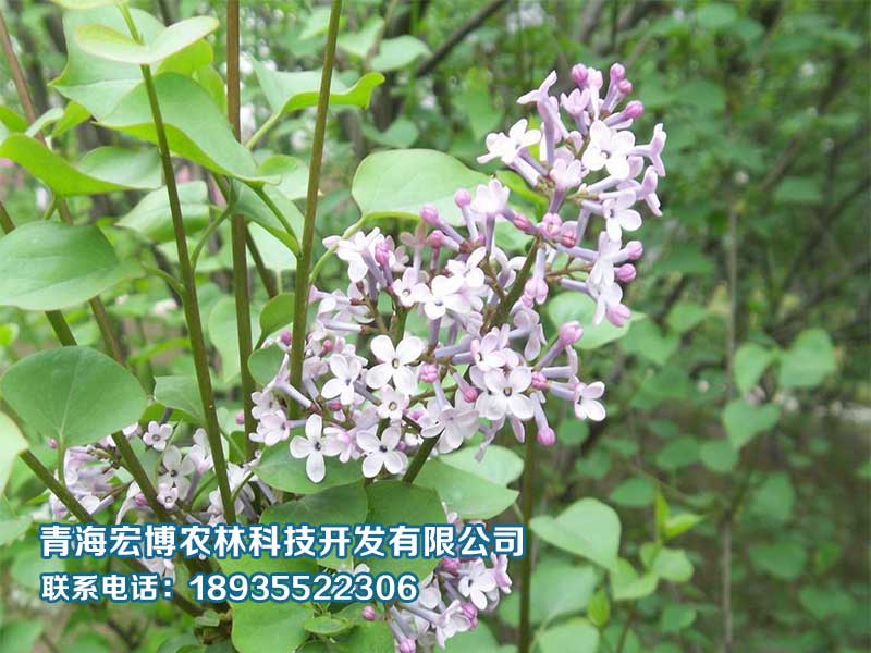 农作物种植-青海苗木种植推荐 西宁苗木种植