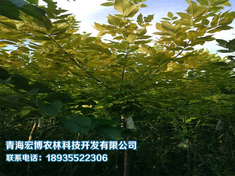 青海树苗生产 [青海宏博农林]园林绿化品&nbsp;&nbsp;青海园林绿化&nbsp;&nbsp;西宁园林绿化