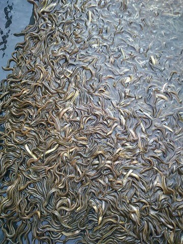 鹤壁泥鳅 供应