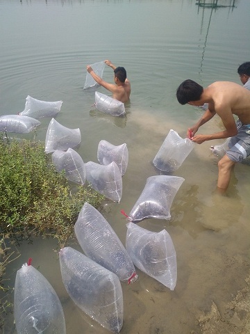 濮阳泥鳅鱼价格  价格报价