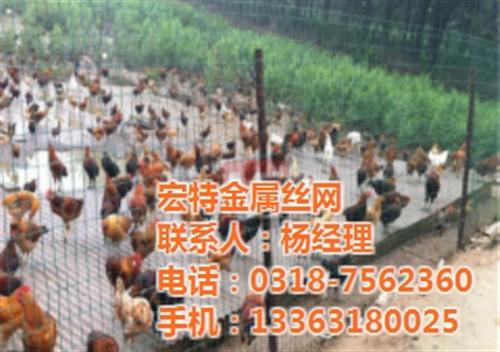 荷兰网厂家,沈阳铁丝网,圈地铁丝网  绿色铁丝网  铁丝网护栏