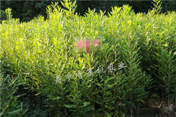 梧州澳洲坚果苗价格——夏威夷坚果苗种植  云南澳洲坚果苗批发价