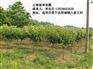 云南俊坤苗圃,临沧樱花小苗,樱花小苗商家