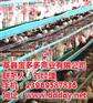 农大3号_蛋多多禽业_农大3号鸡