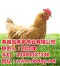 莘县蛋多多禽业,农大3号,农大3号蛋鸡苗