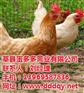 农大3号_蛋多多畜禽_农大3号蛋鸡厂家