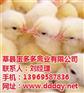农大3号|蛋多多禽业|农大3号蛋鸡苗厂家